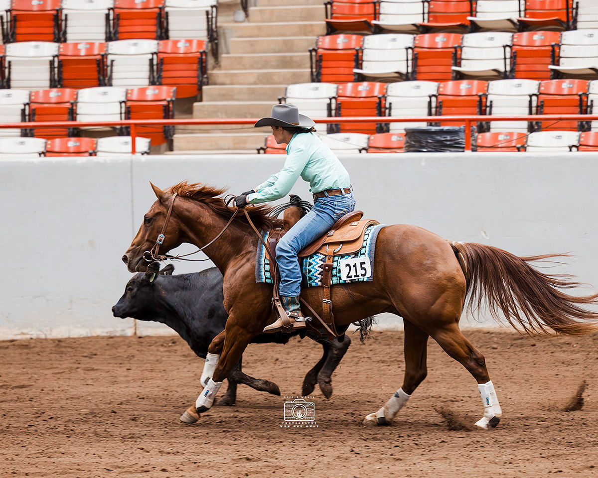 A ranch horse and rider tracking a calf during a herd-work class