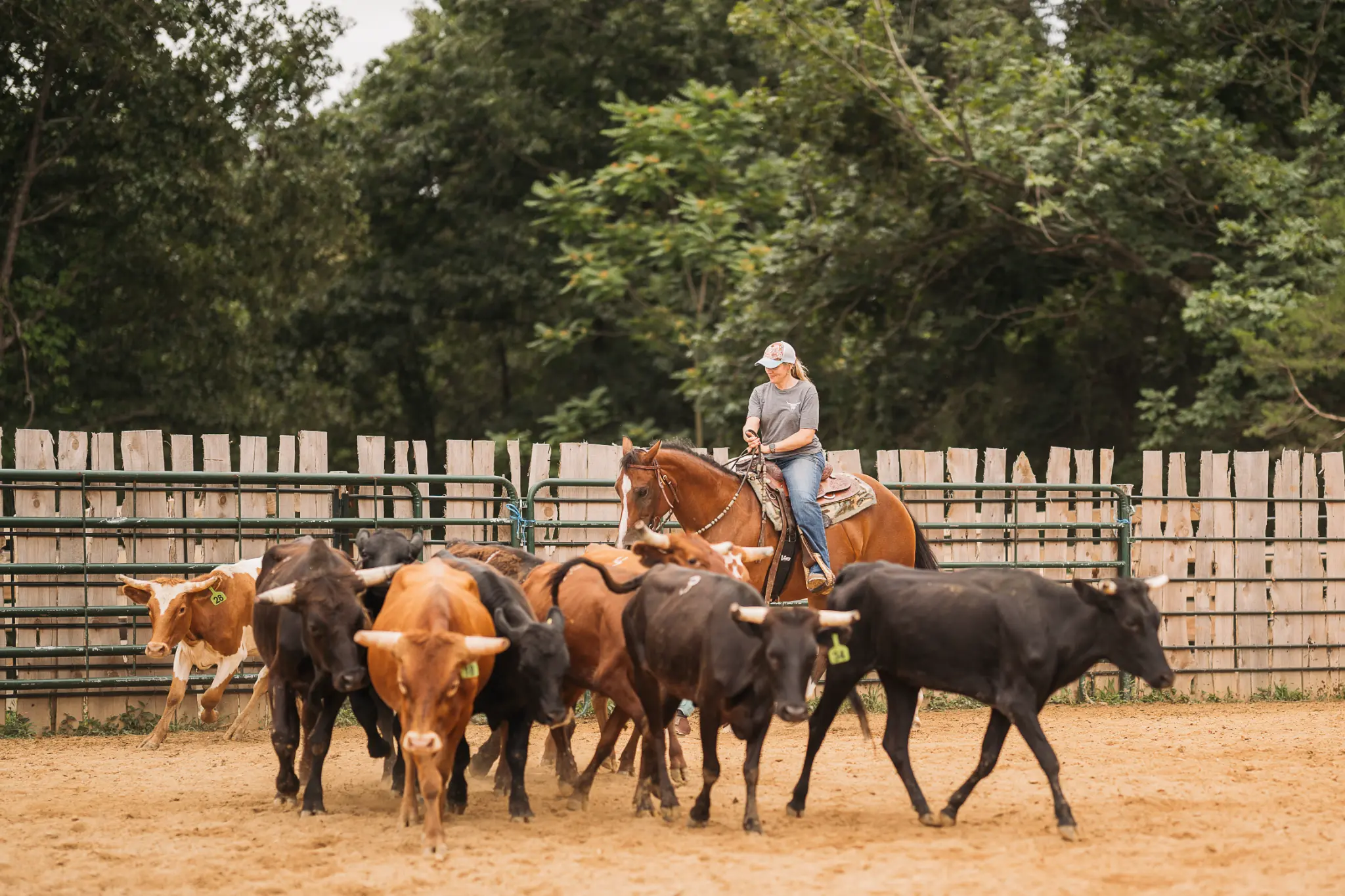 A rider beginning herd work on horseback around a group of cattle in the ranch arena