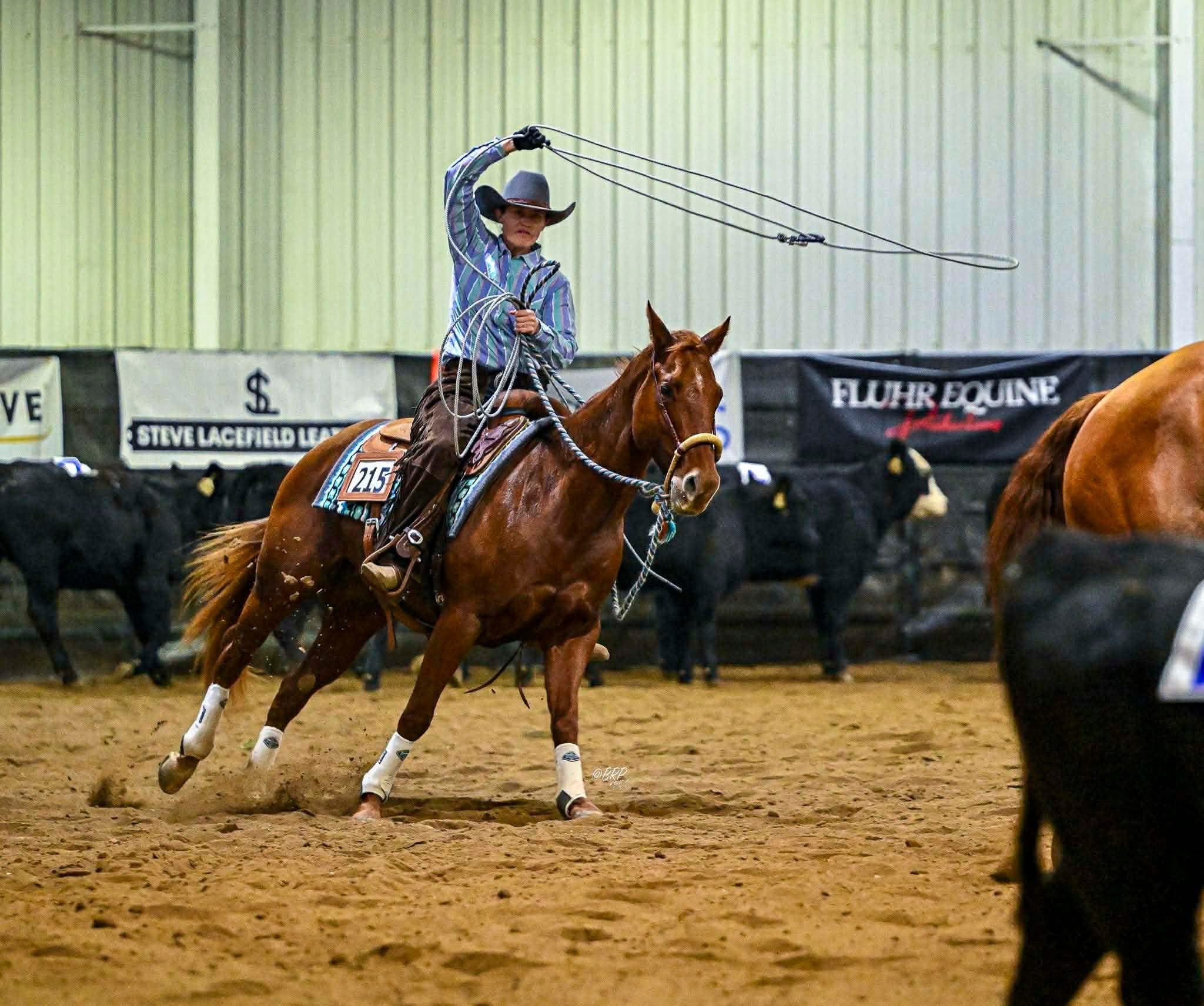 A rider swinging a rope from horseback while working among cattle in a show arena
