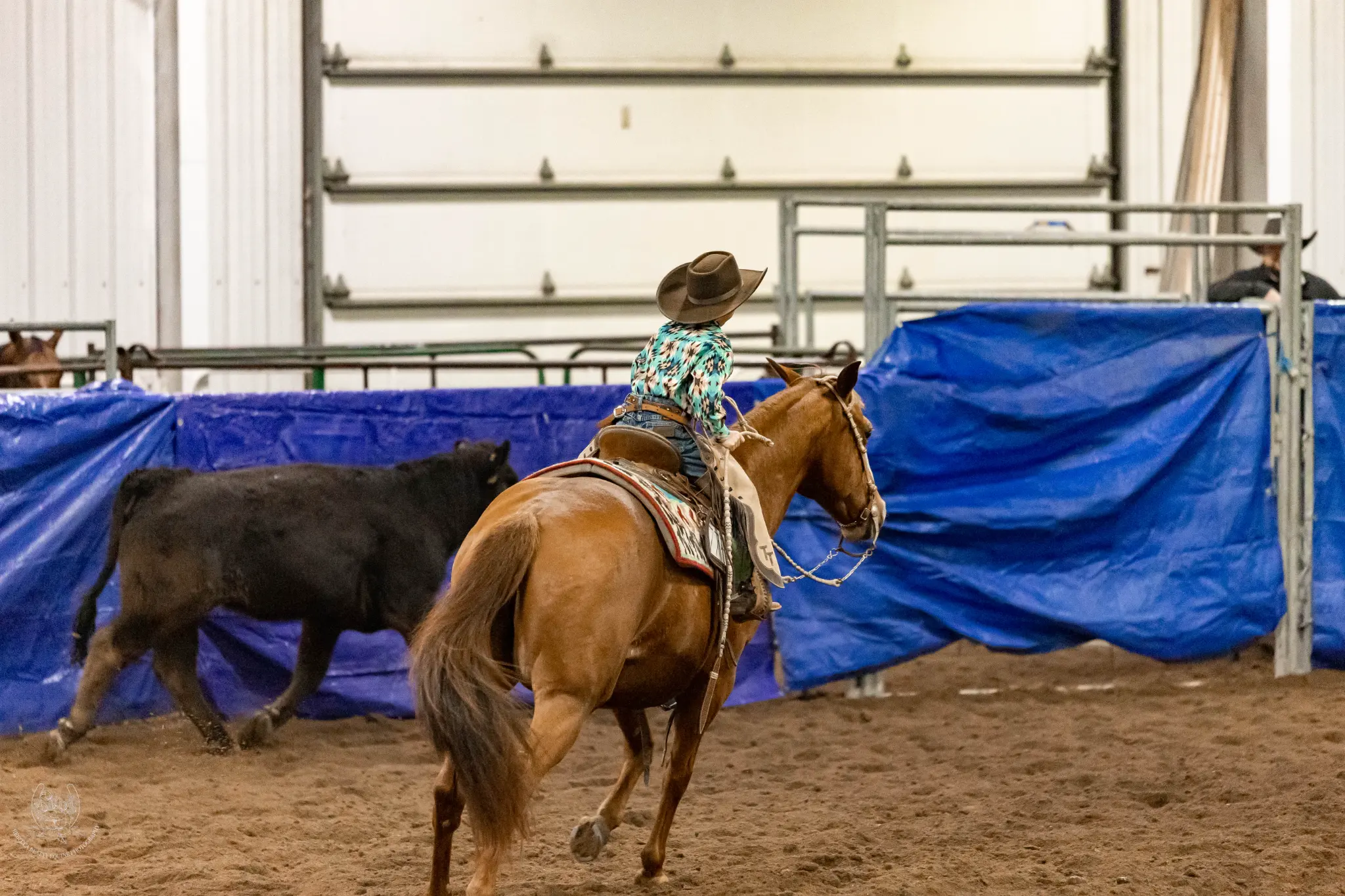 A young rider guiding a horse alongside a calf during an indoor herd-work class