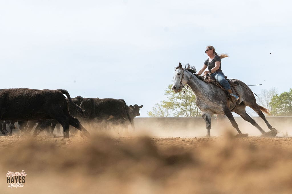 Cow Horse